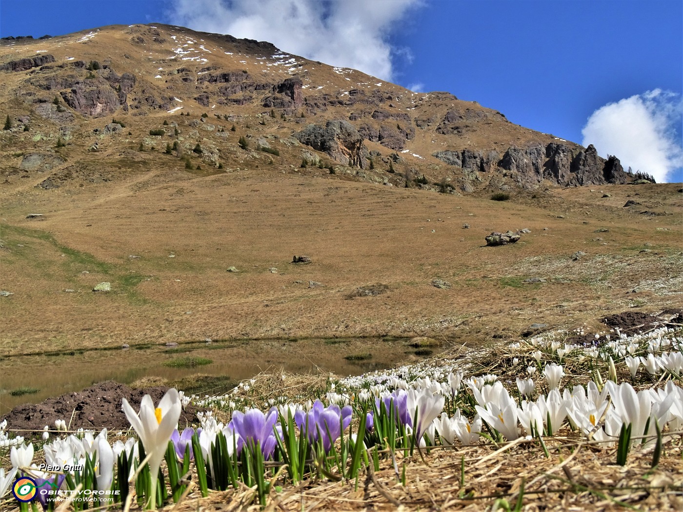 34 Al Monte Campo Crocus vernus bianchi e violetti con pozza e Monte Spondone.JPG